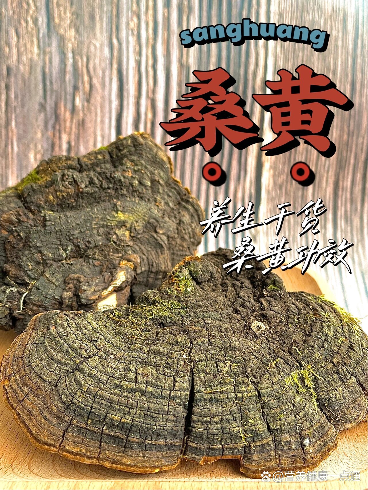 桑黄㊙️养生干货?一篇笔记了解桑黄及功效