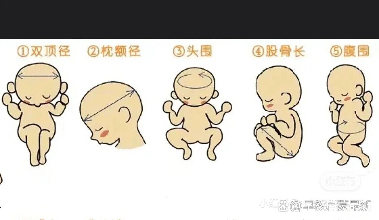 双顶径、头围、腹围、肱骨、股骨、宫高对照表