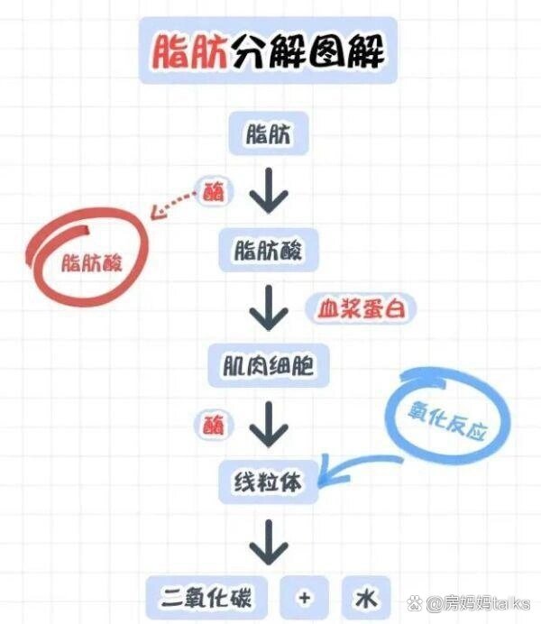 p 脂肪的代谢 br 脂肪代谢的生化过程可以分为三个步骤