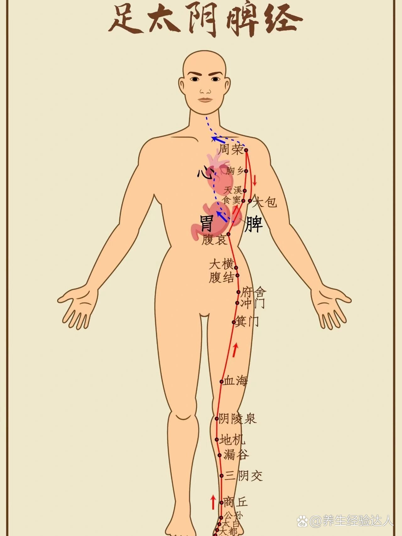 spa馆必备丨腿部按摩的八大好处(附经络图