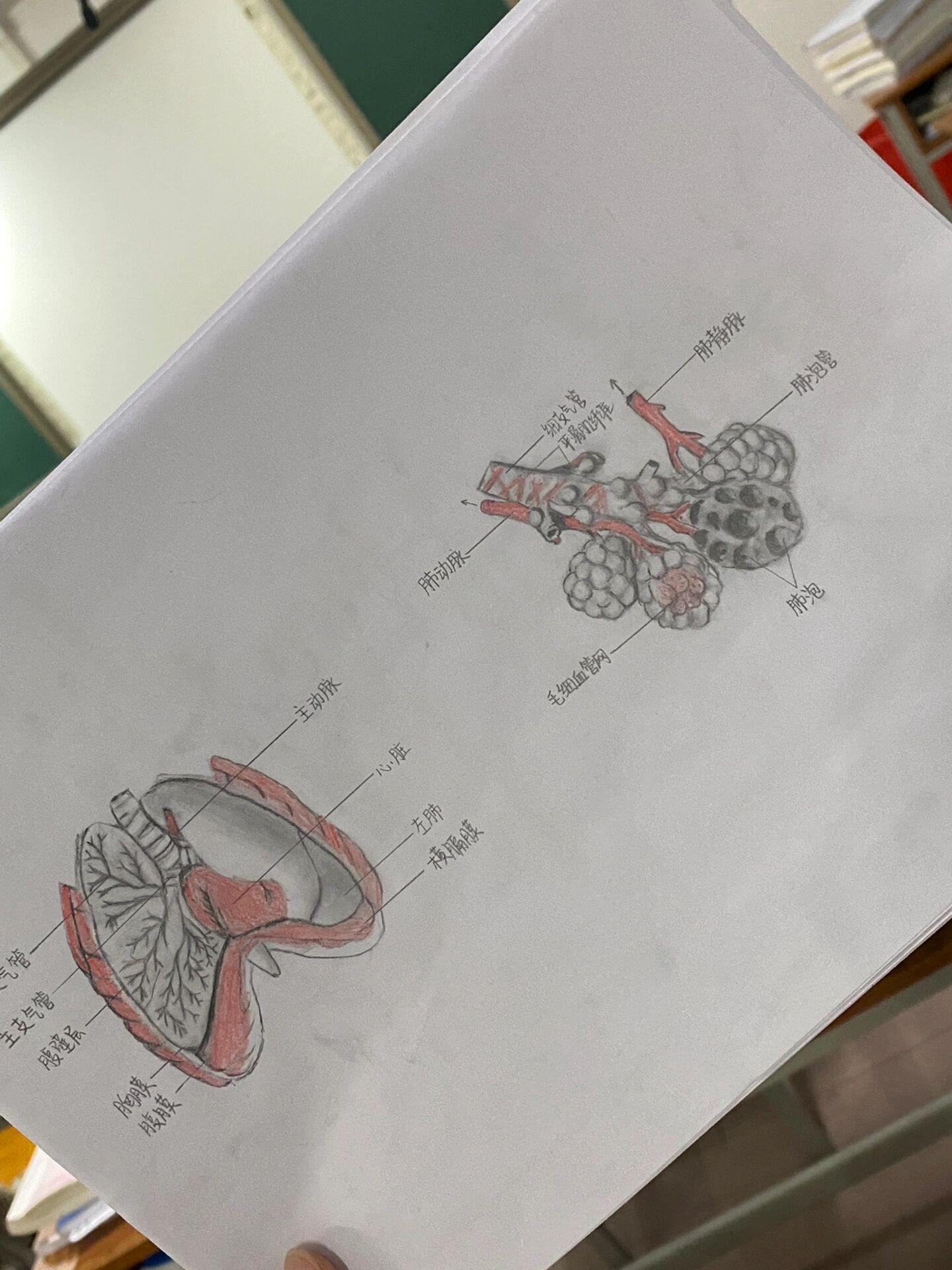 肺手绘解剖图图片