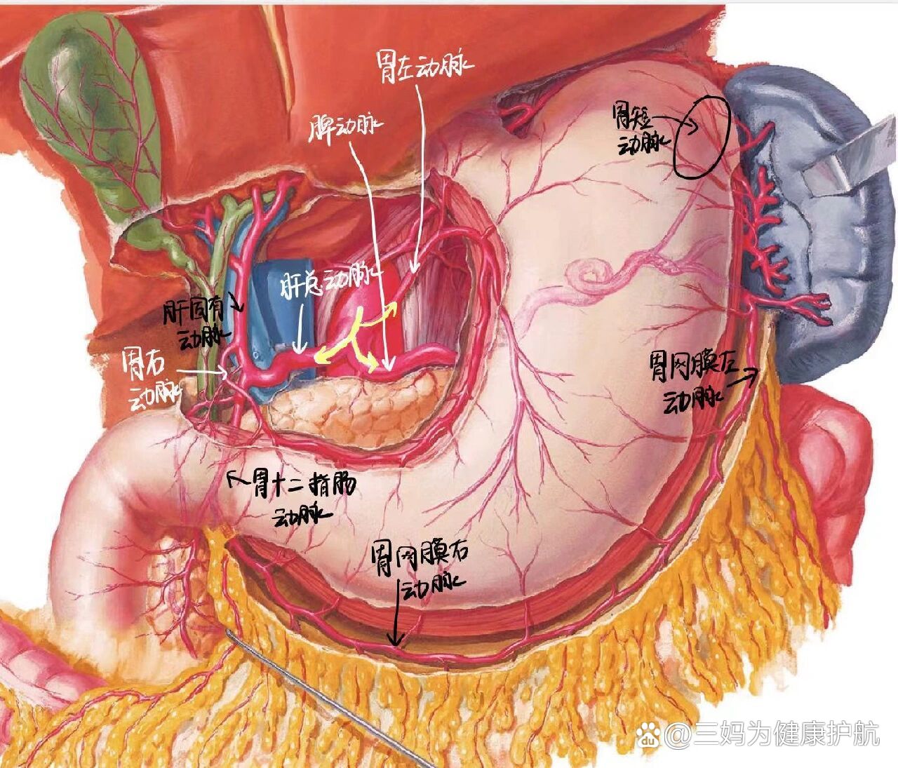 胃的血供