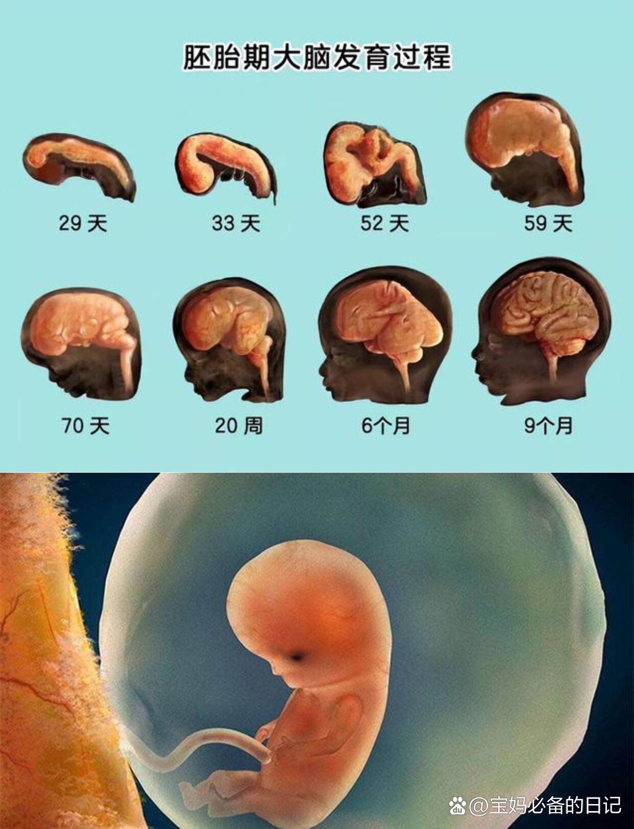 大脑发育 进程图片