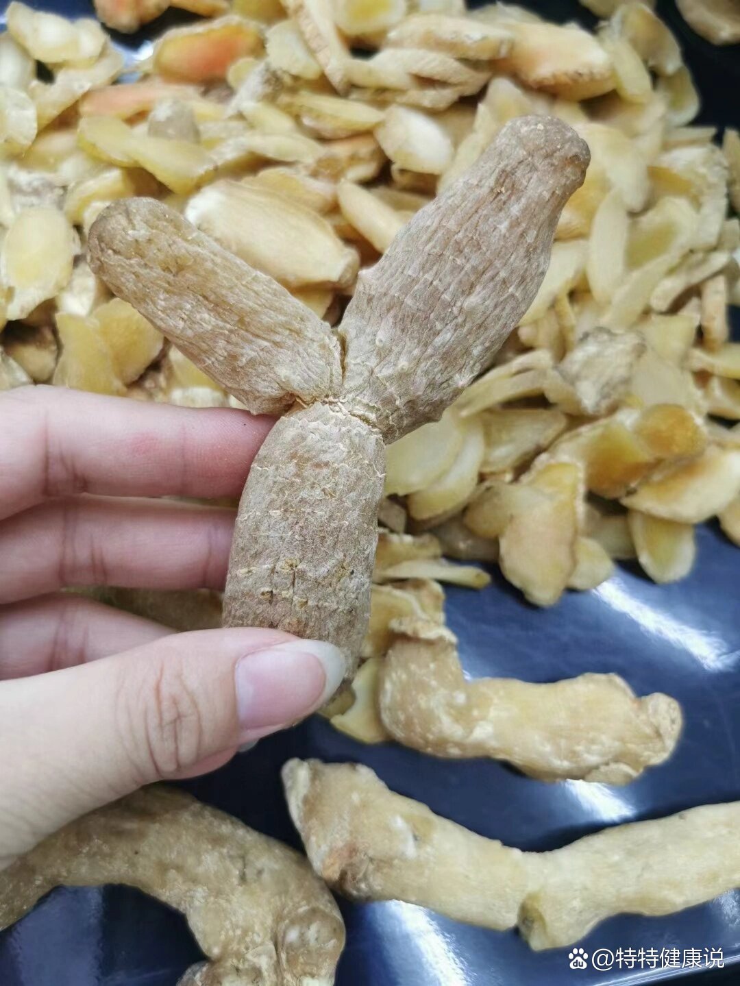 野生玉竹头.