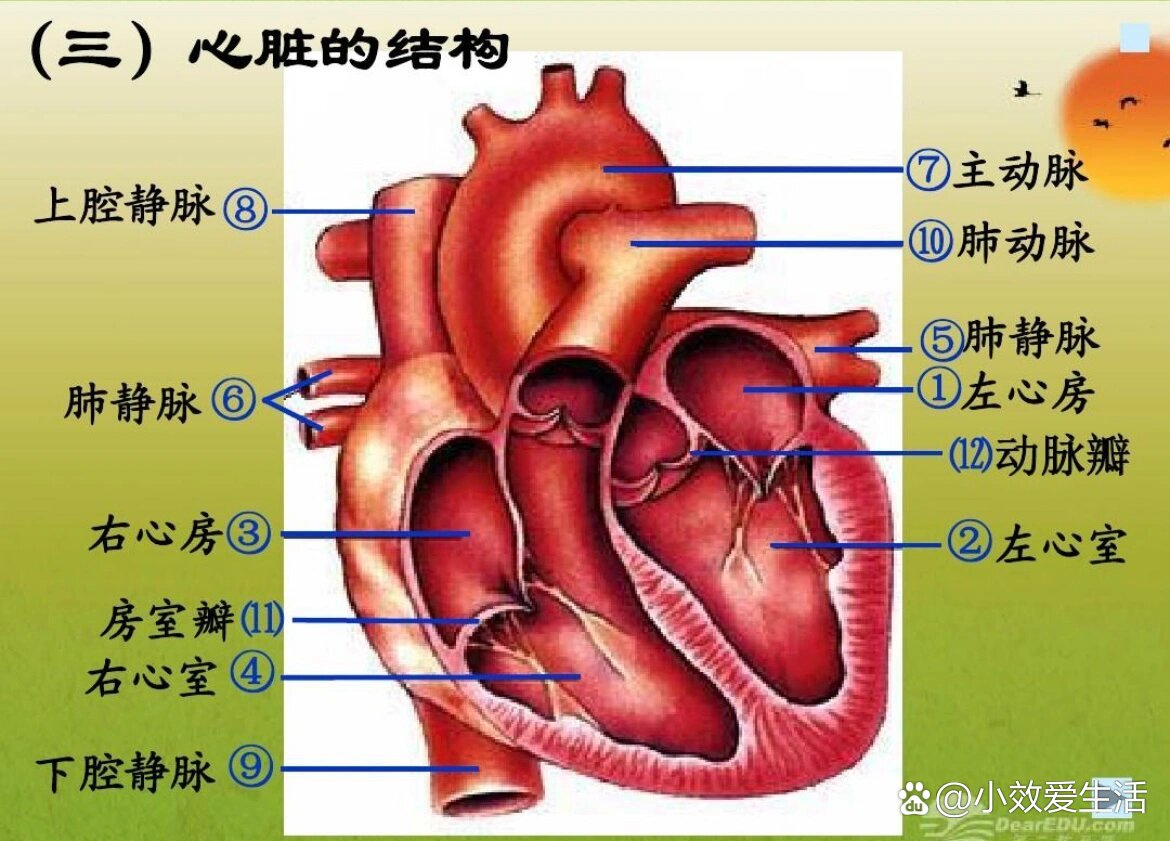 心脏的几个壁怎么划分图片