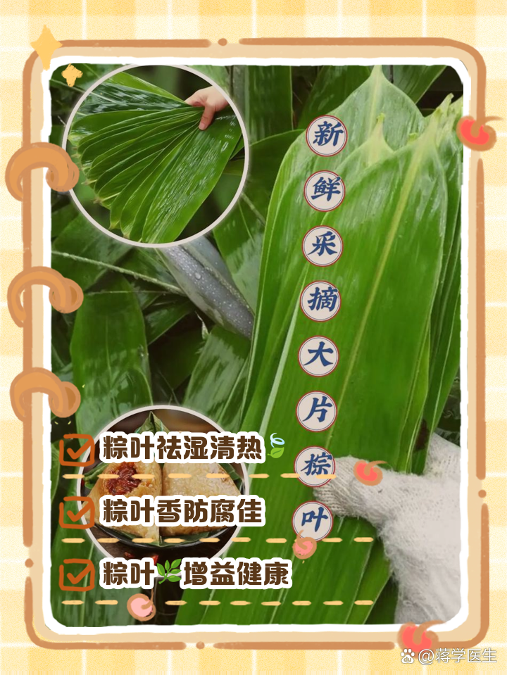 棕叶的功效与作用