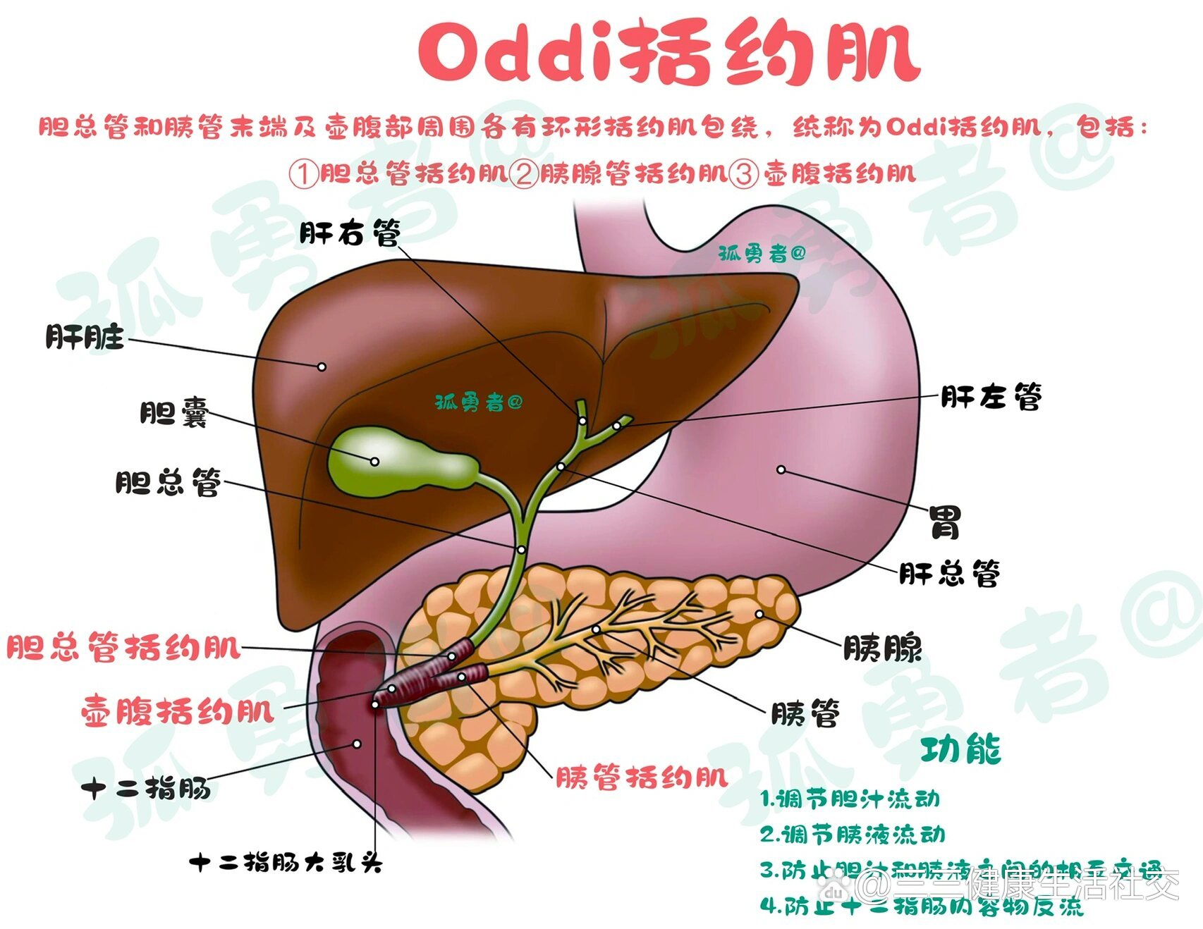 奥狄氏括约肌图片