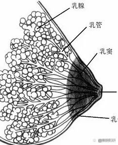 输乳管图片