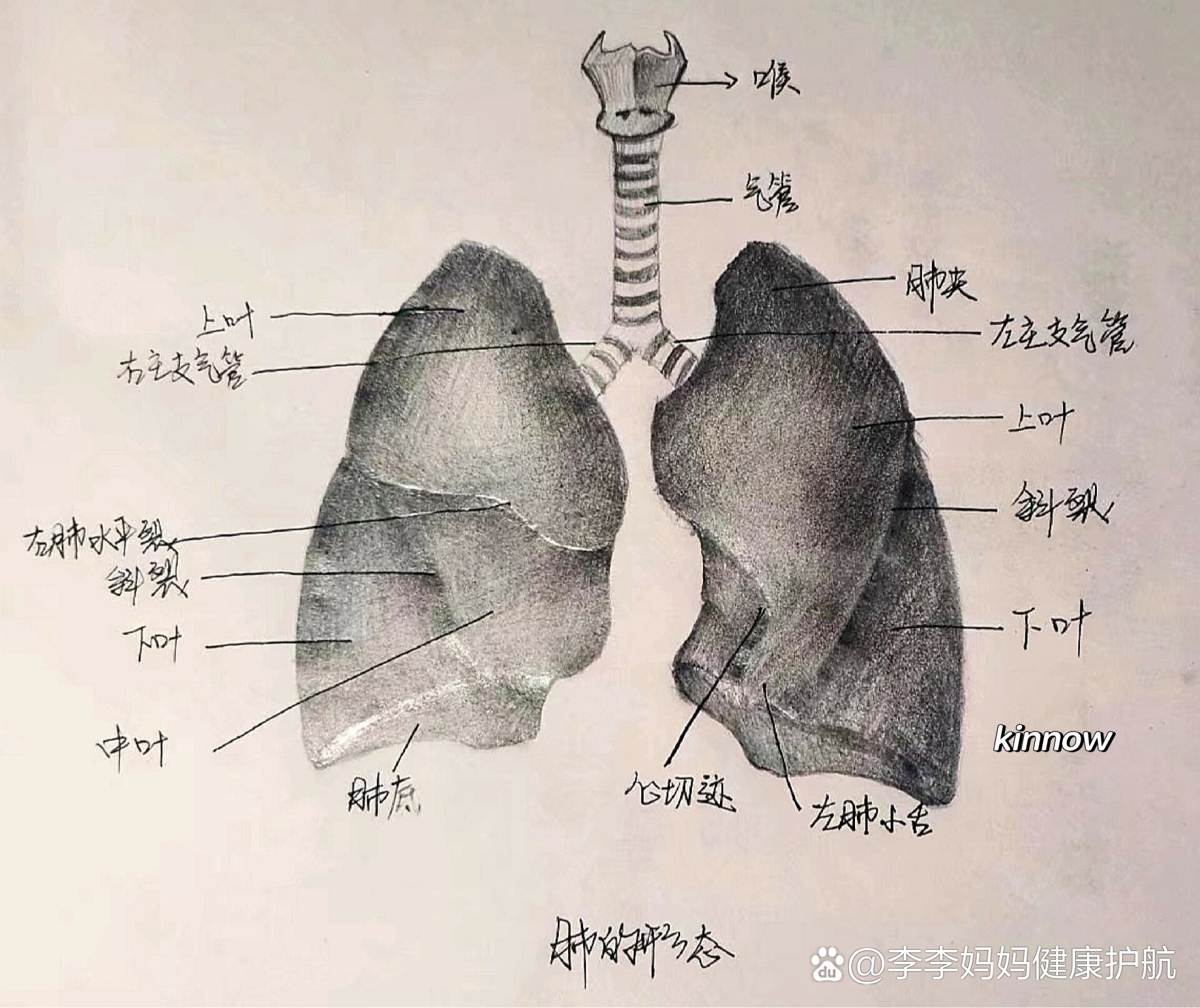 肺手绘解剖图图片