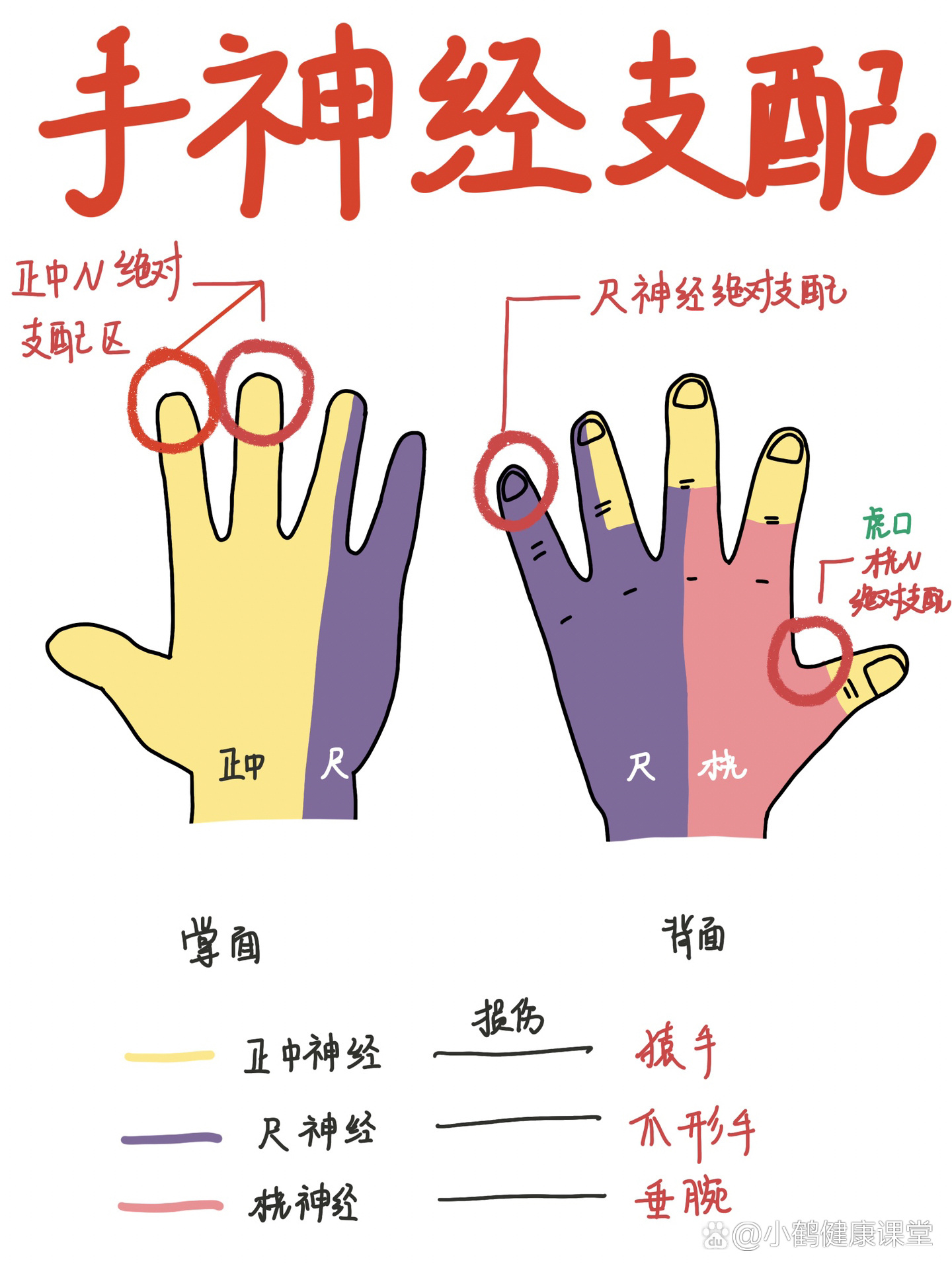 食指神经解剖图图片