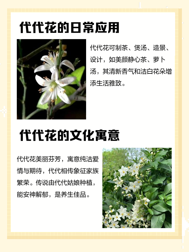 代代花