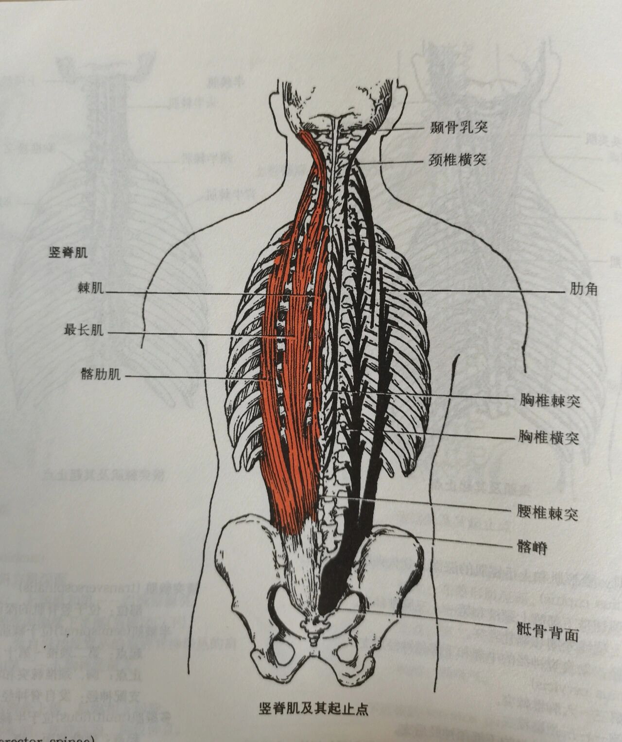 每天学习一个肌肉