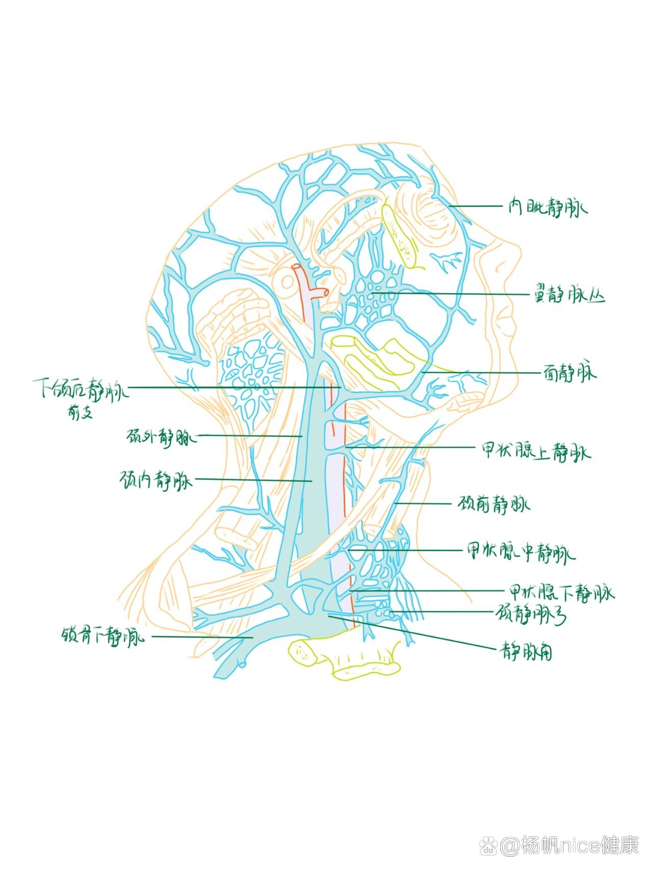 颈静脉分支图片