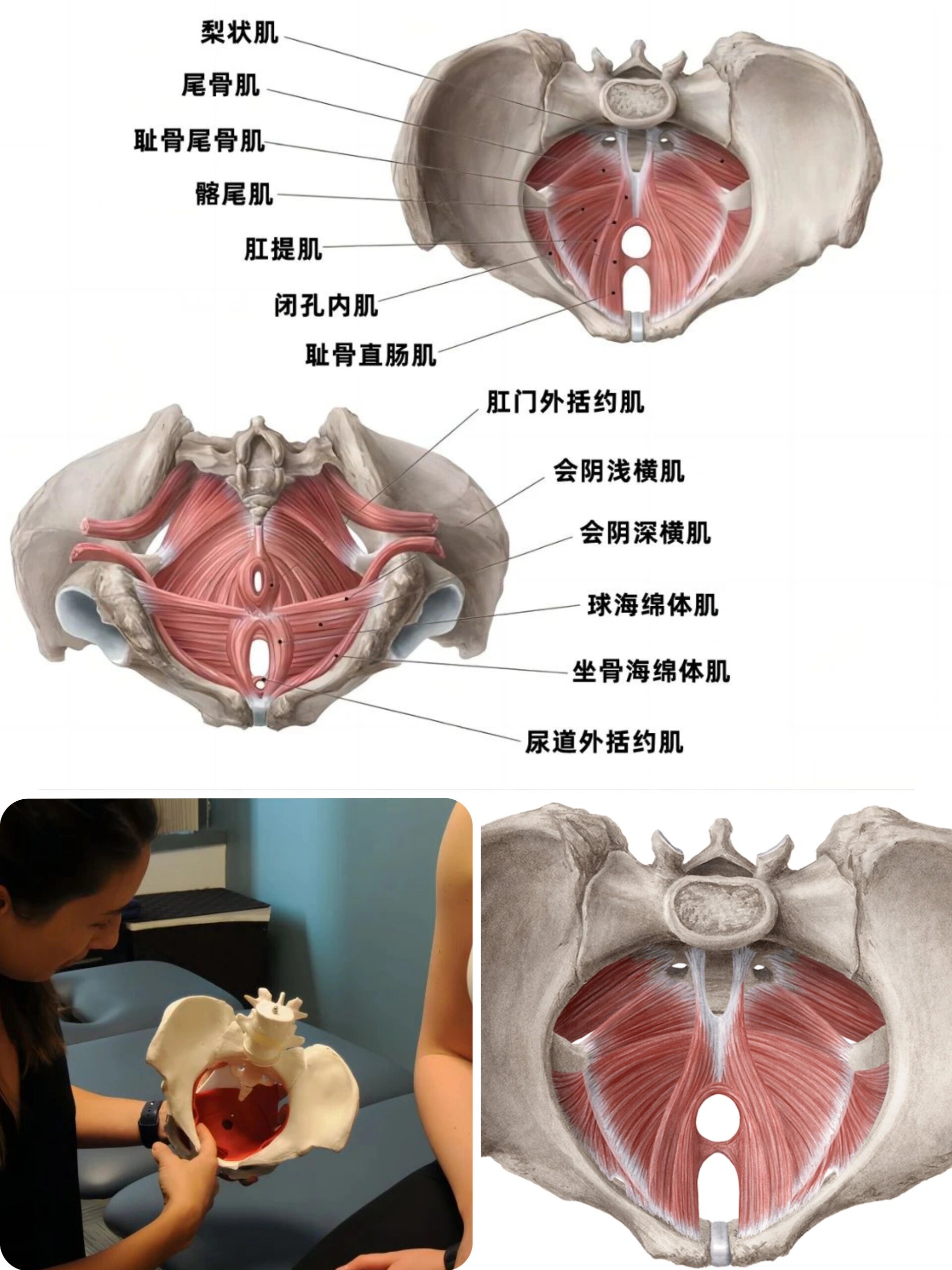 30s教会你什么是盆底肌