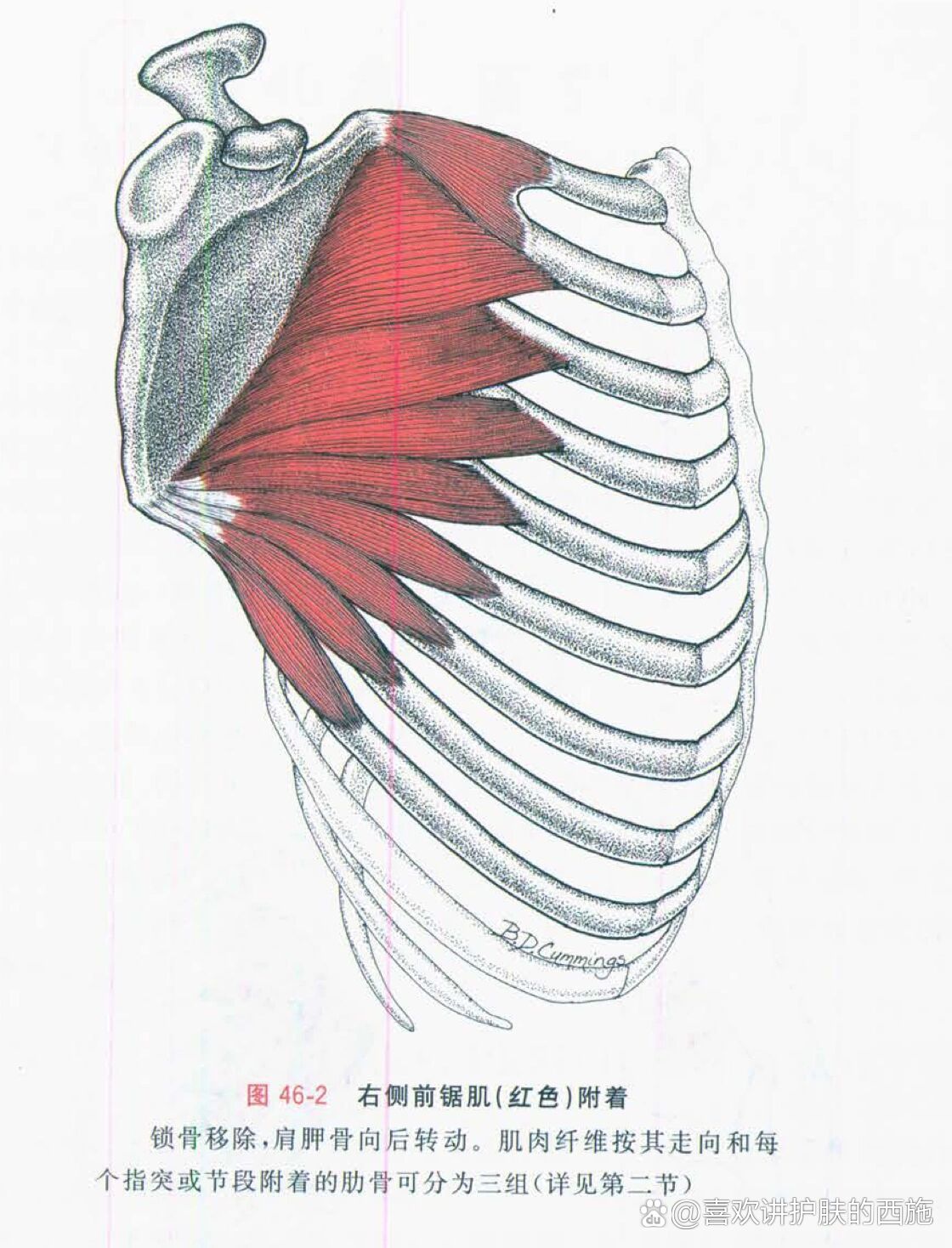 前锯肌 br 在连接肩胛骨