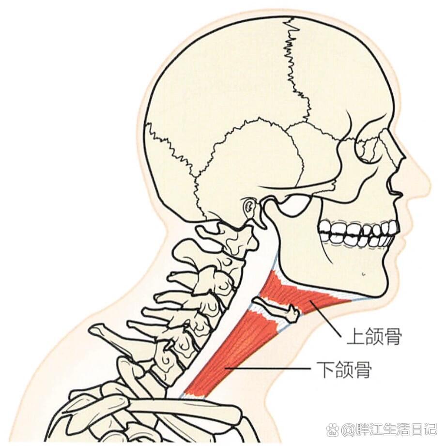 颈椎前凸消失图片