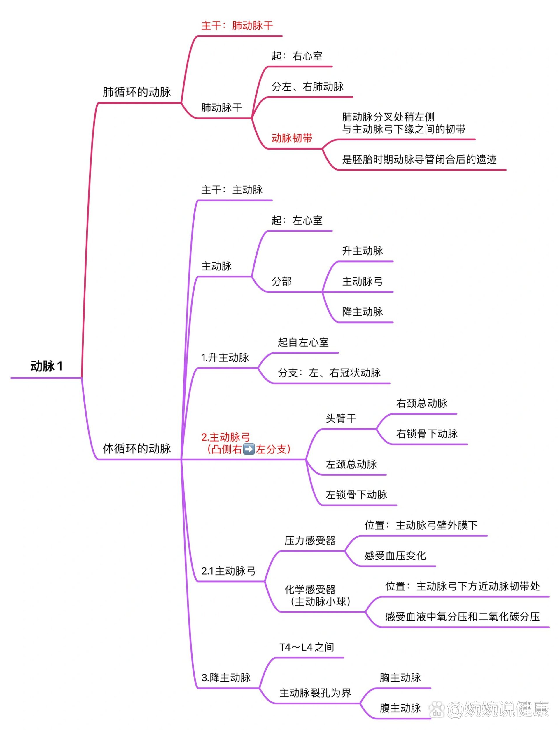 血流的管道思维导图图片