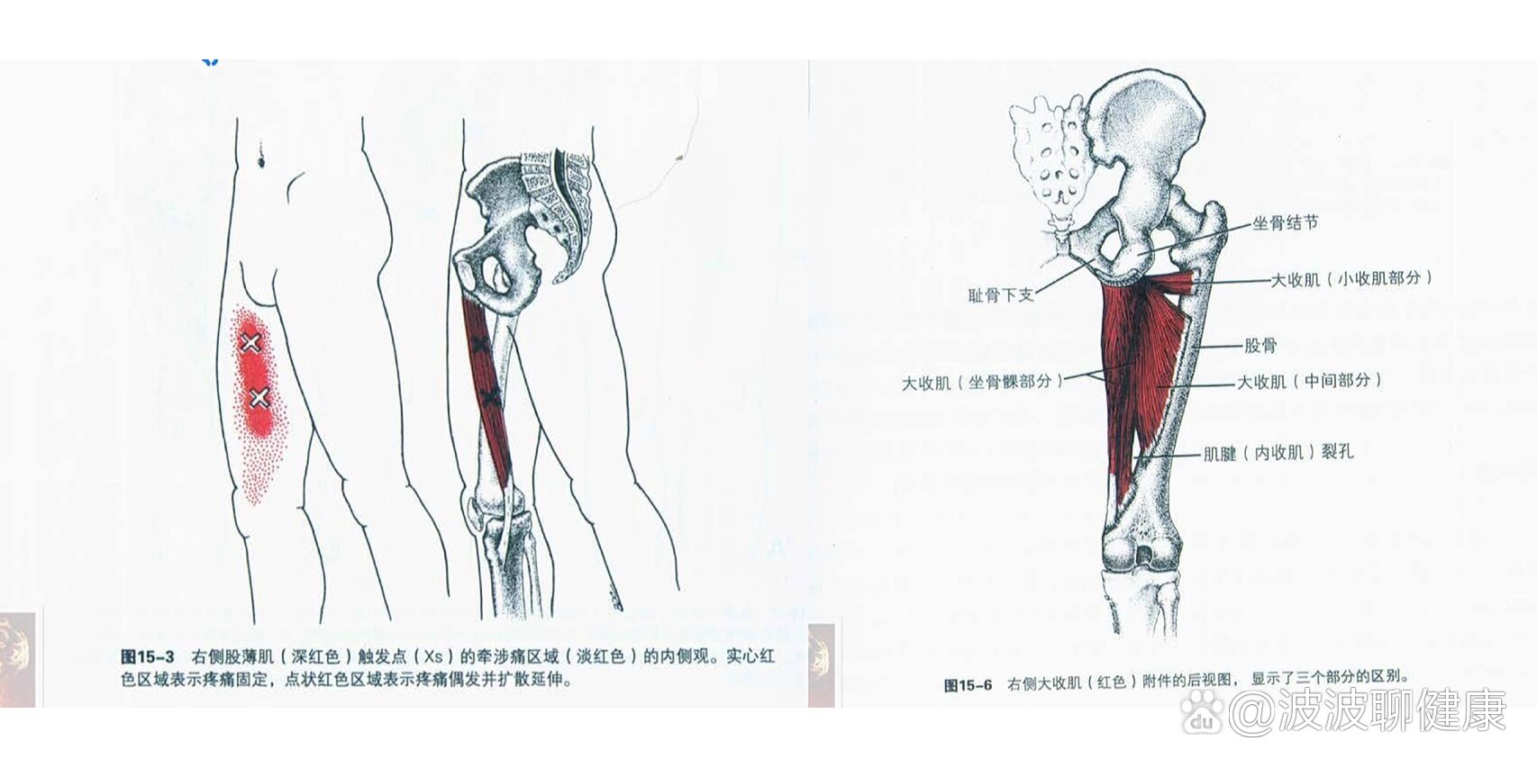 85.内收肌群的基础解剖