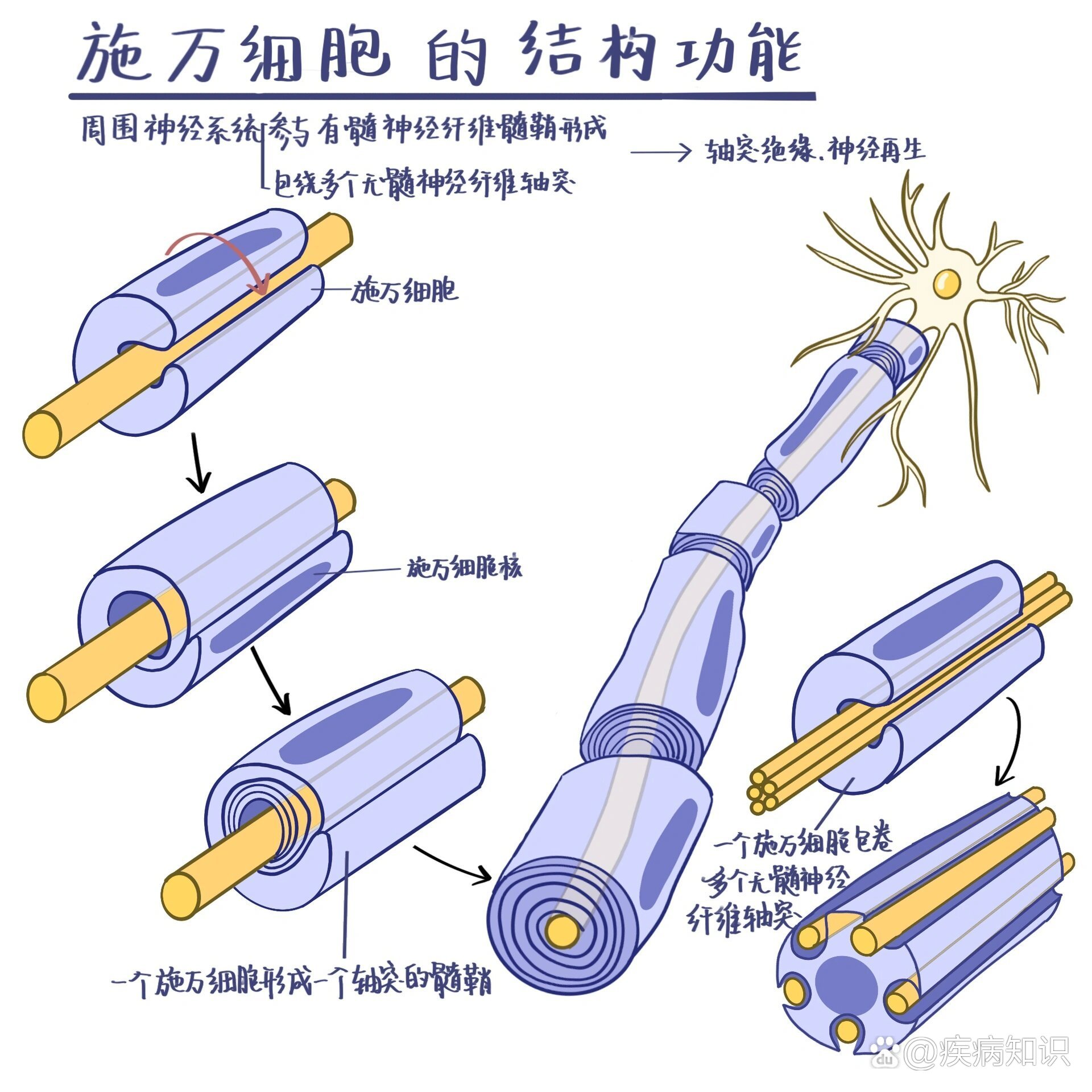 轴突细胞图片