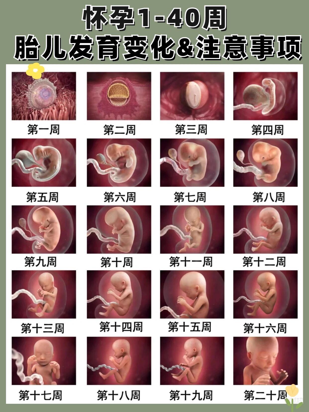 怀孕第1周到40周胎儿发育图解