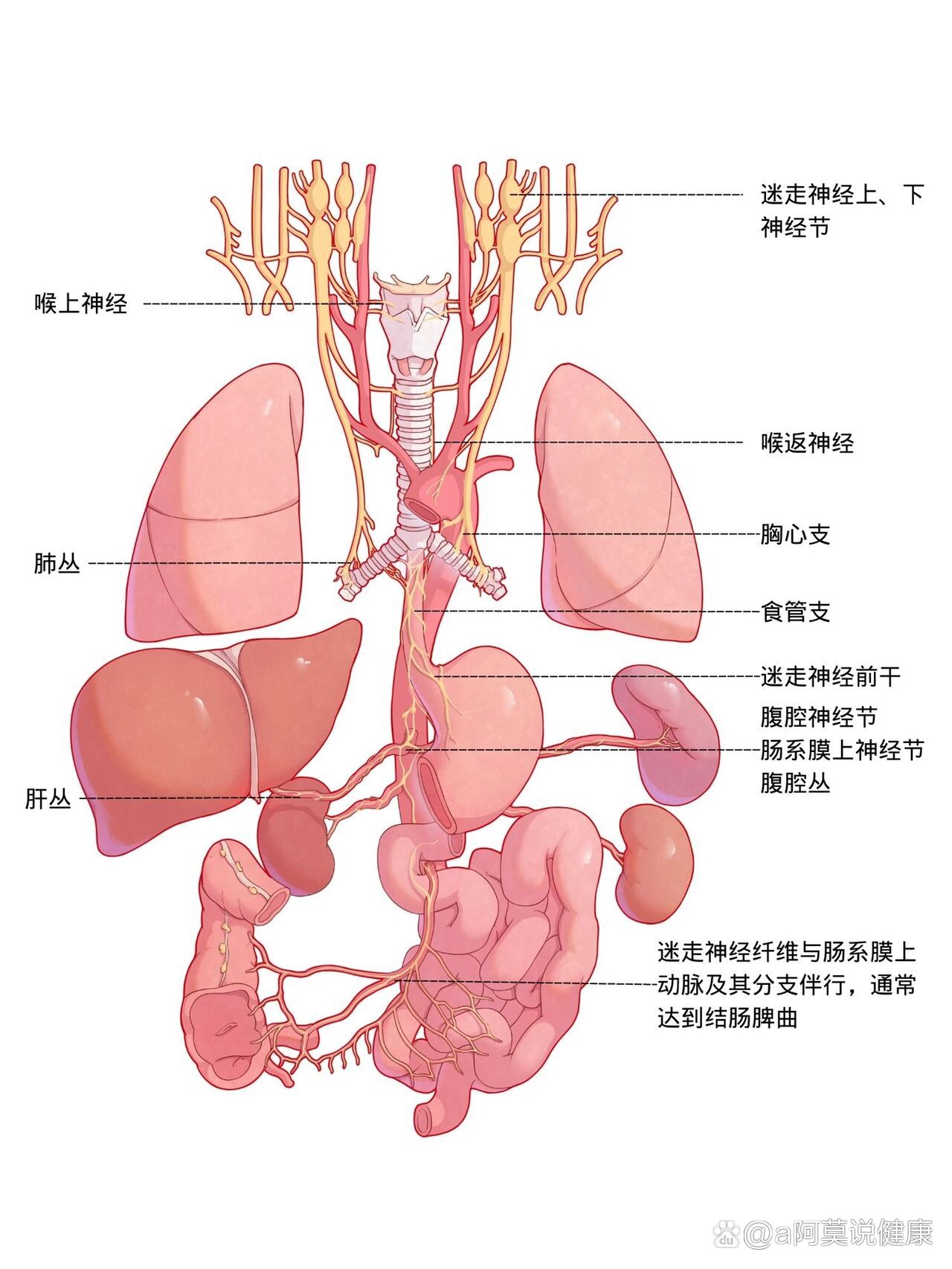 小鼠颈总动脉示意图图片