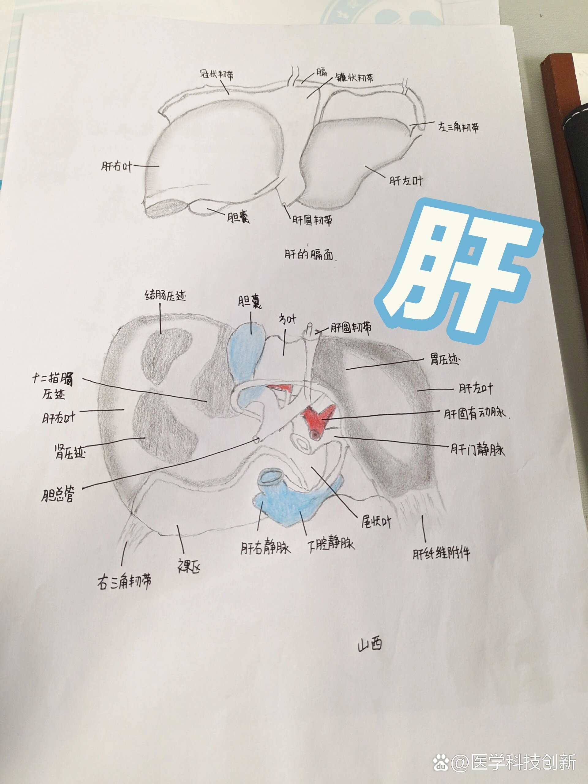 肝的解剖图