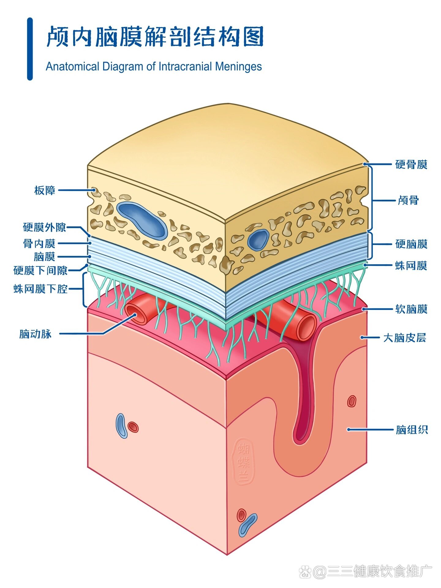 硬膜和蛛网膜的解剖图图片