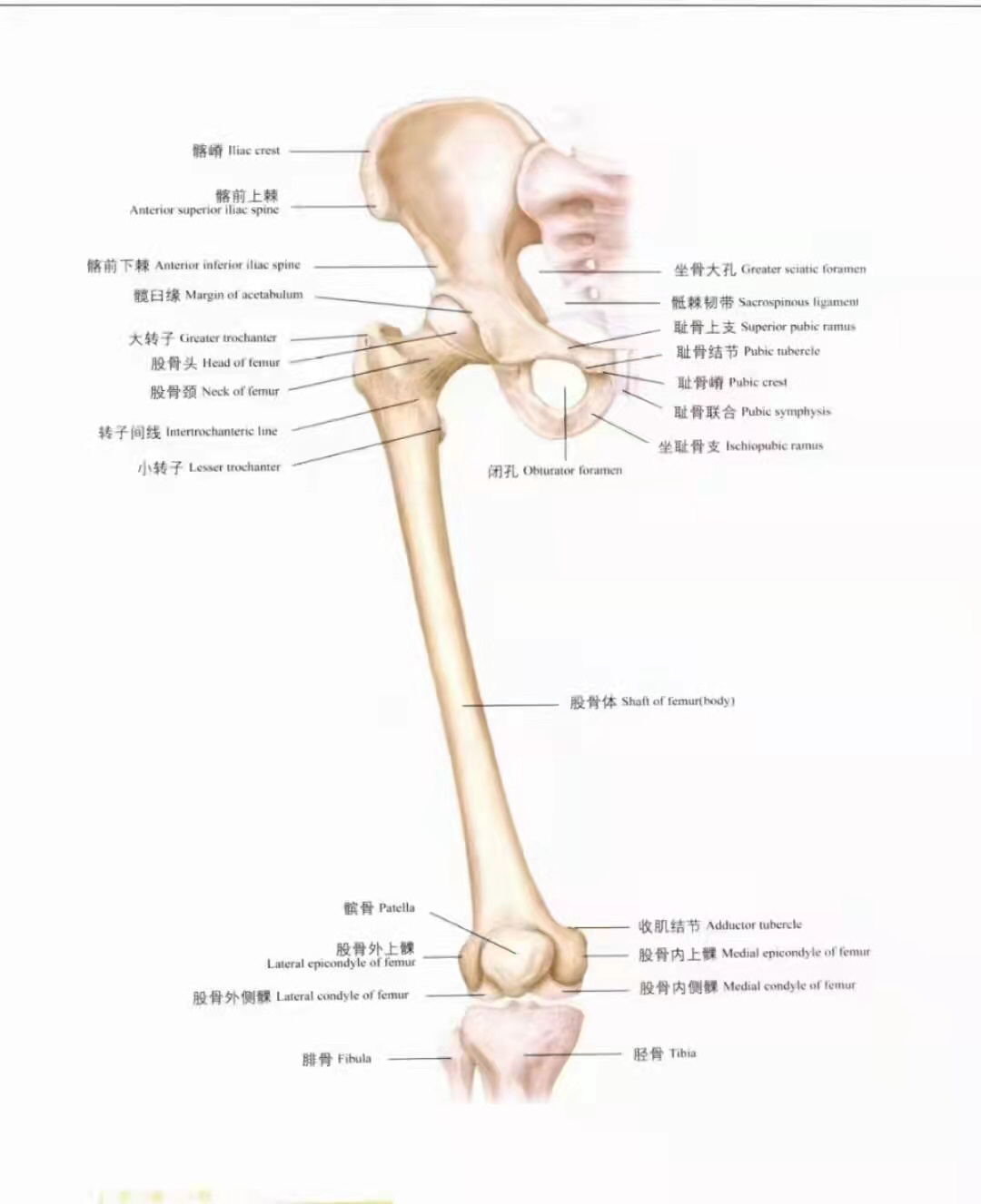 股骨后面观图片