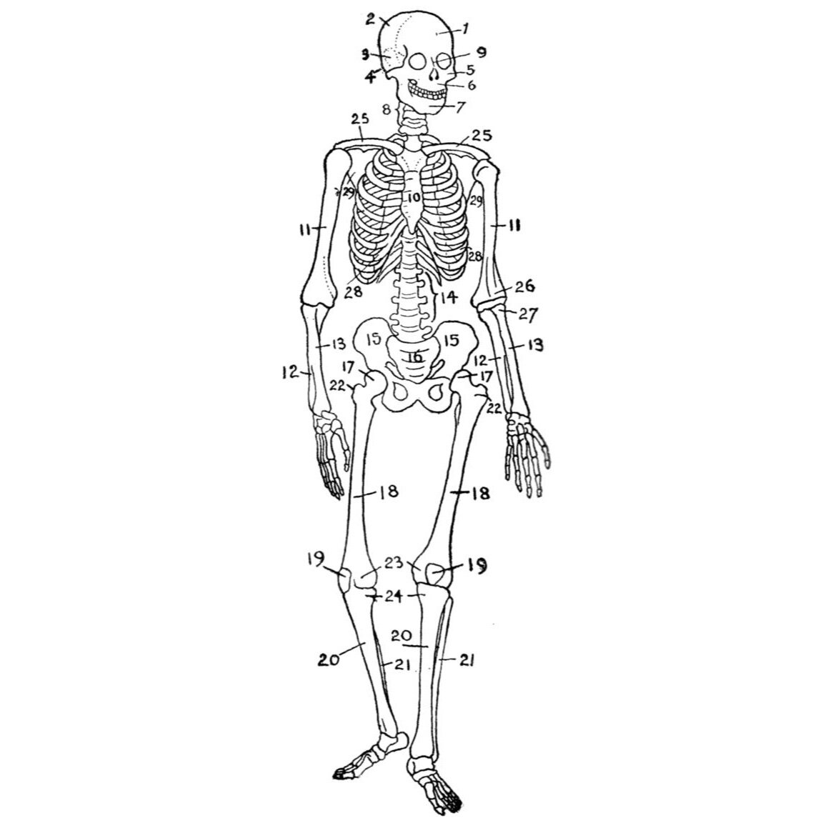 人体骨骼结构图🦴名称以及数量