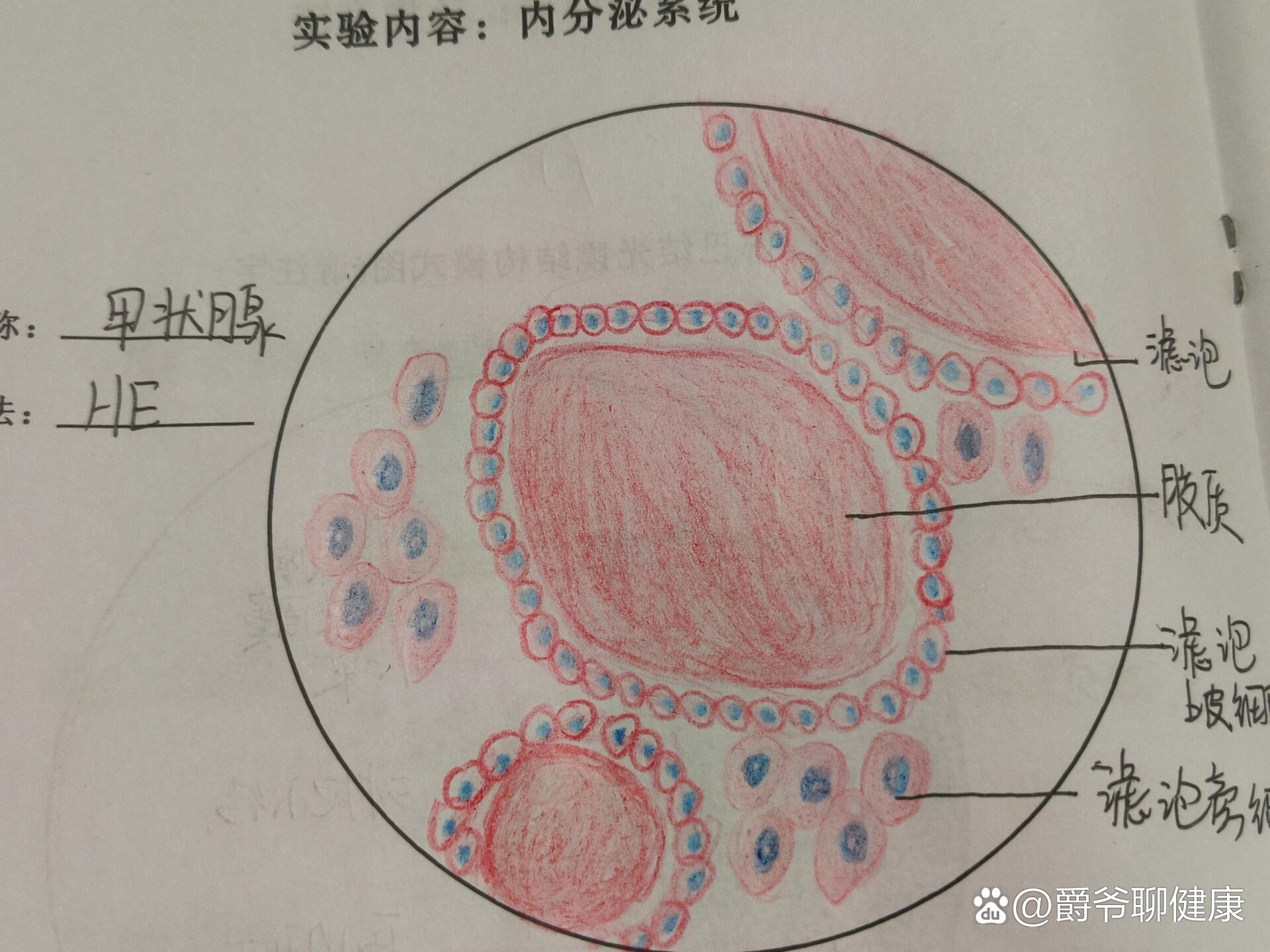 甲状腺红蓝铅笔绘图图片