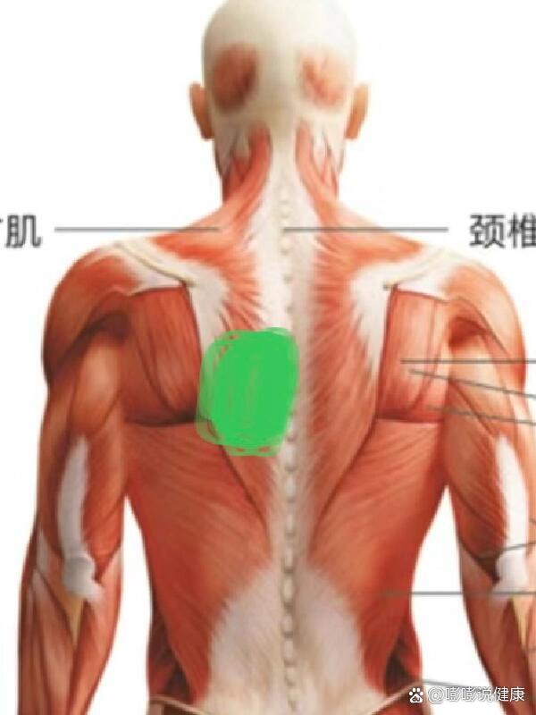 右肩胛在什么位置图片图片