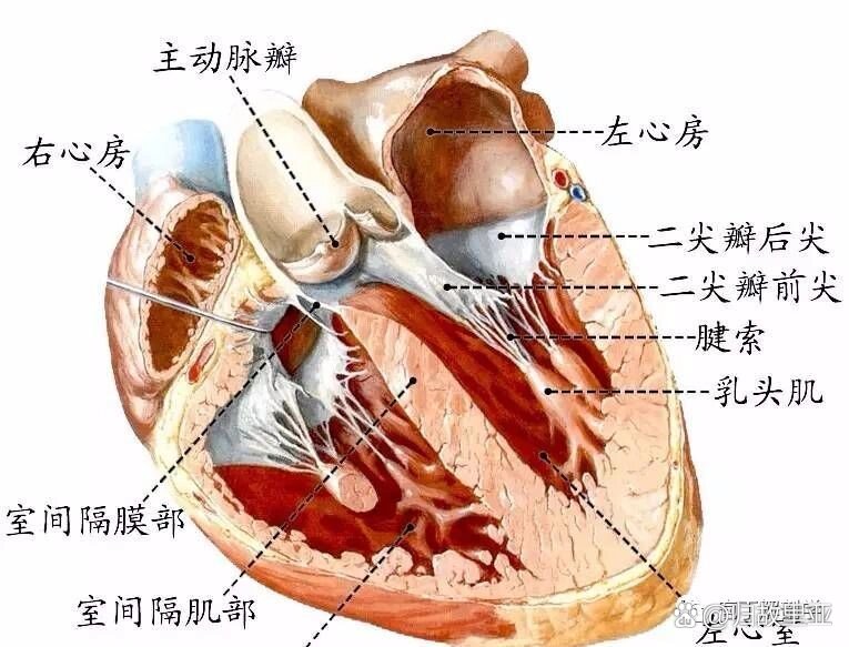 三尖瓣隔瓣图片