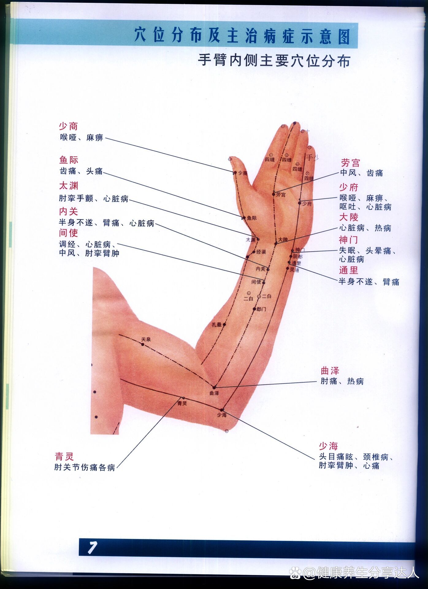 中医经络穴位 《手臂内