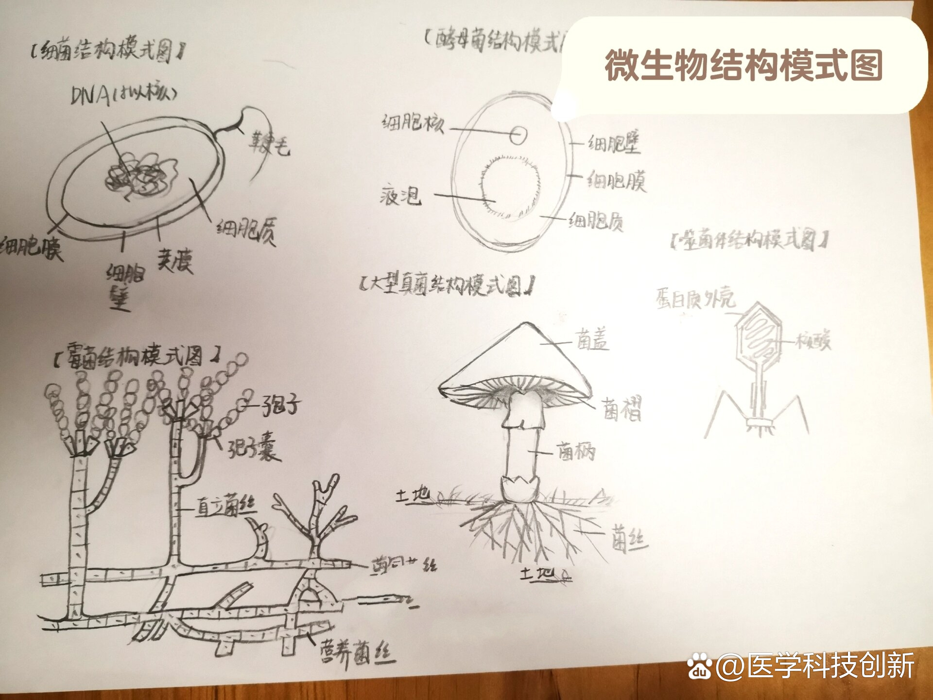 细胞核 结构模式图片