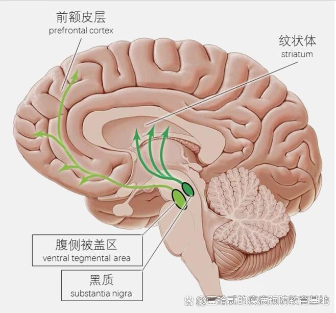快乐荷尔蒙～多巴胺