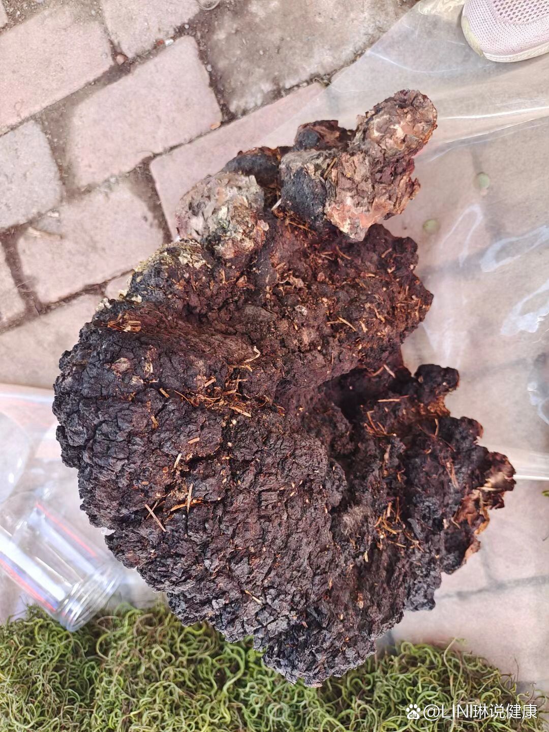 华树茸 全网资源