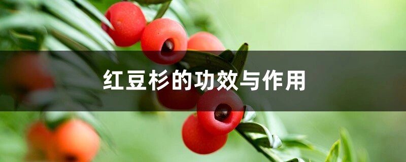 红豆杉前景