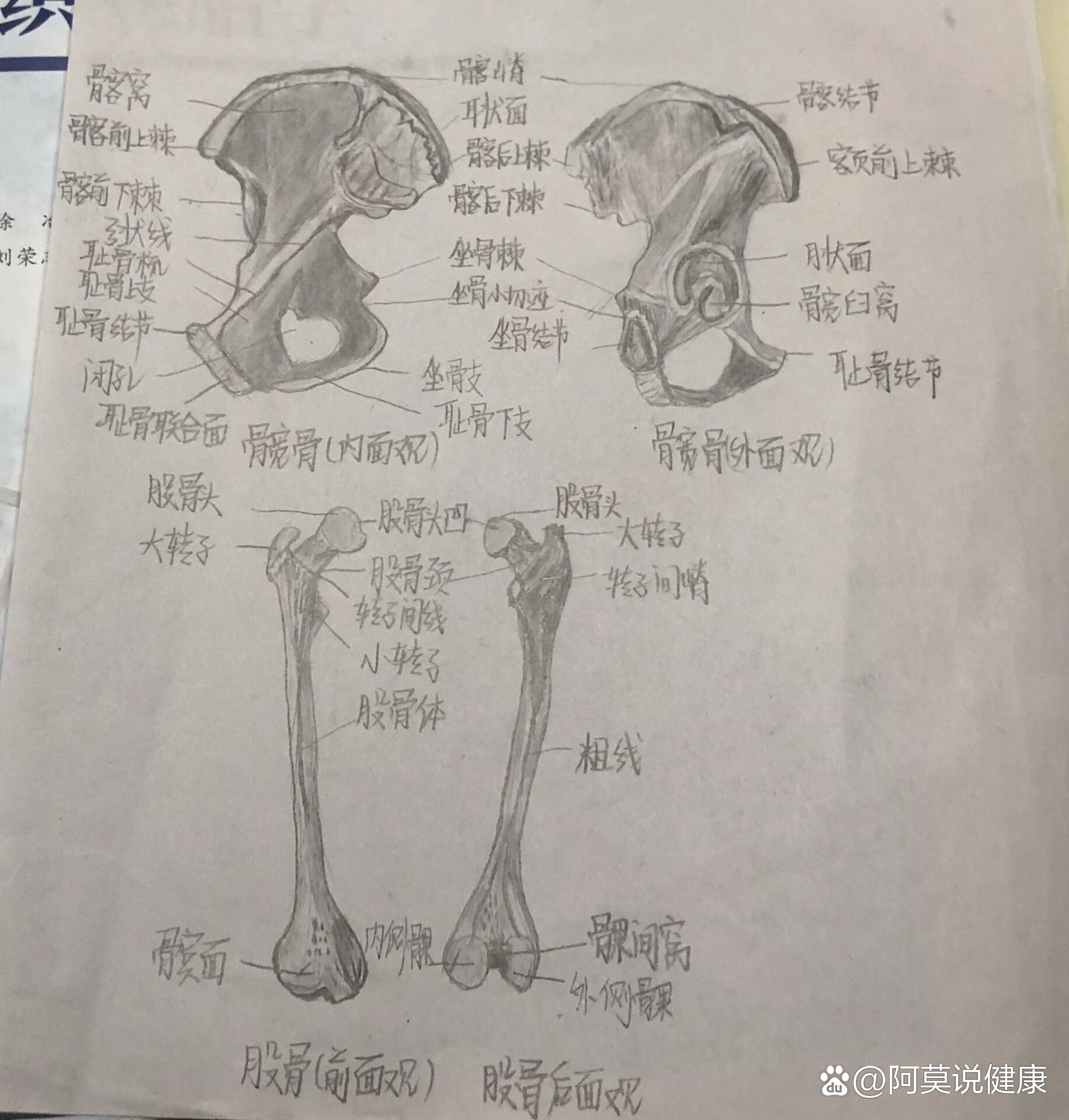解剖画图—髋骨,股骨