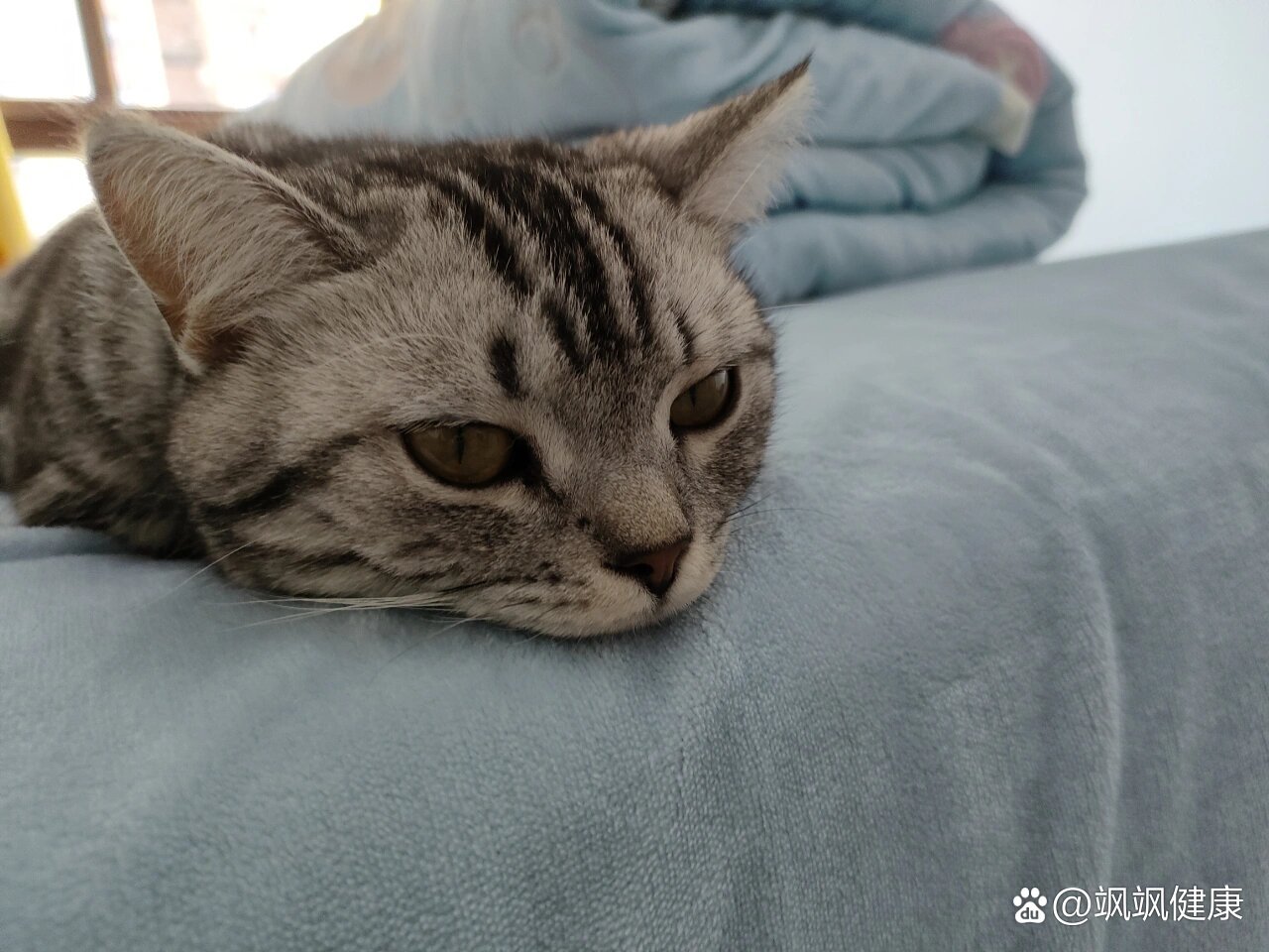 猫咪怀孕四十天图片图片