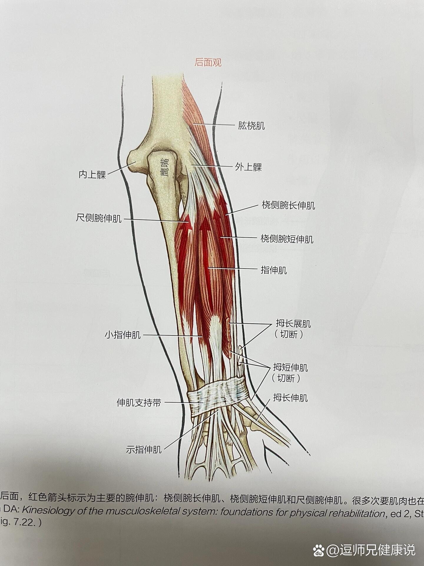 腕伸肌