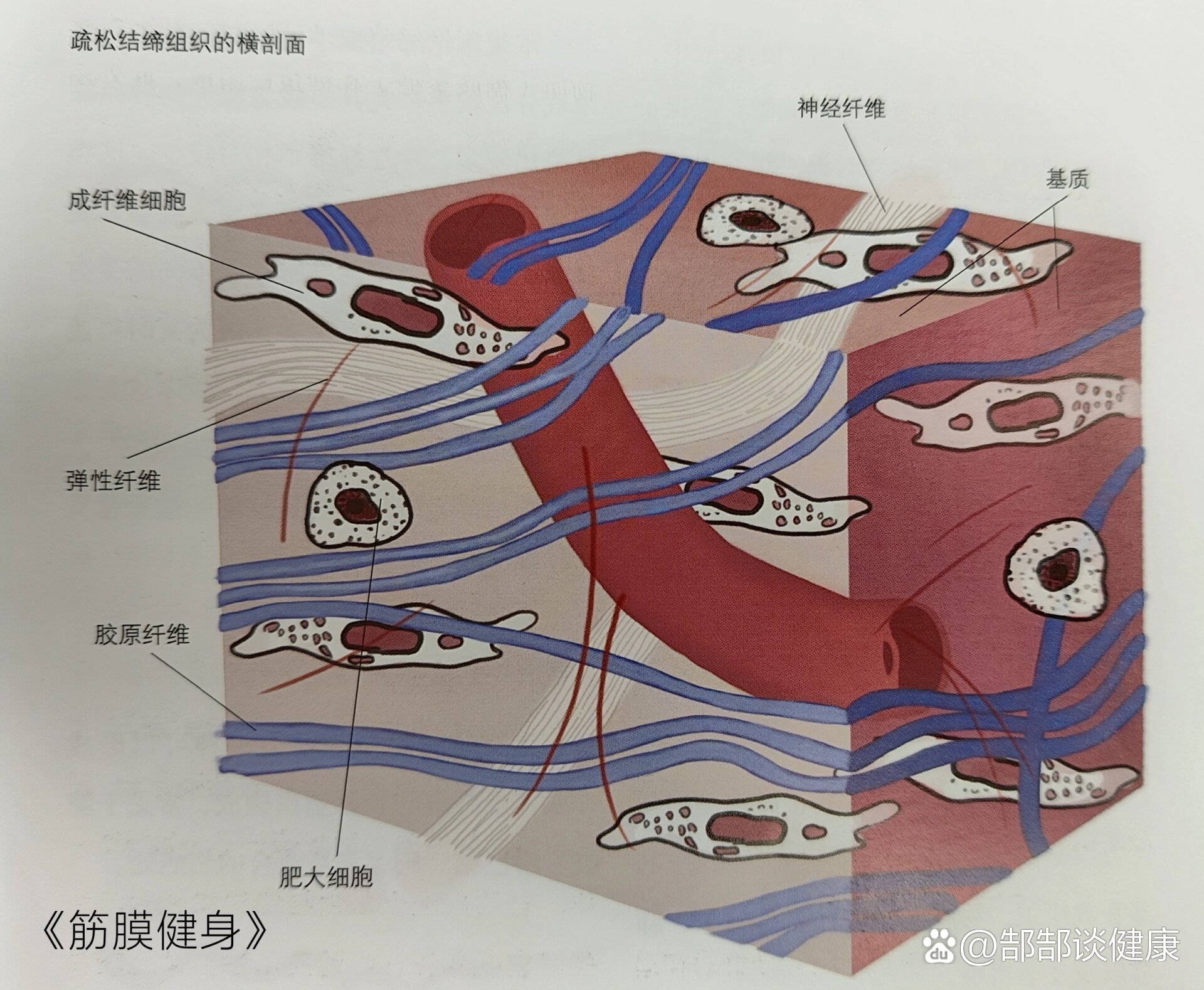 结缔组织图片及名称图片