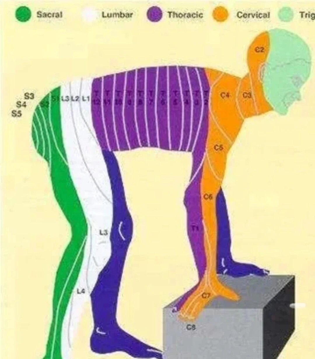 人体脊髓神经控制区域分布图