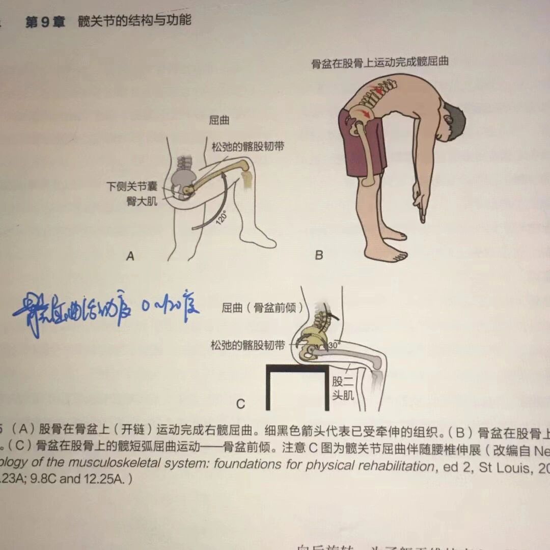 髋关节屈伸运动图解图片