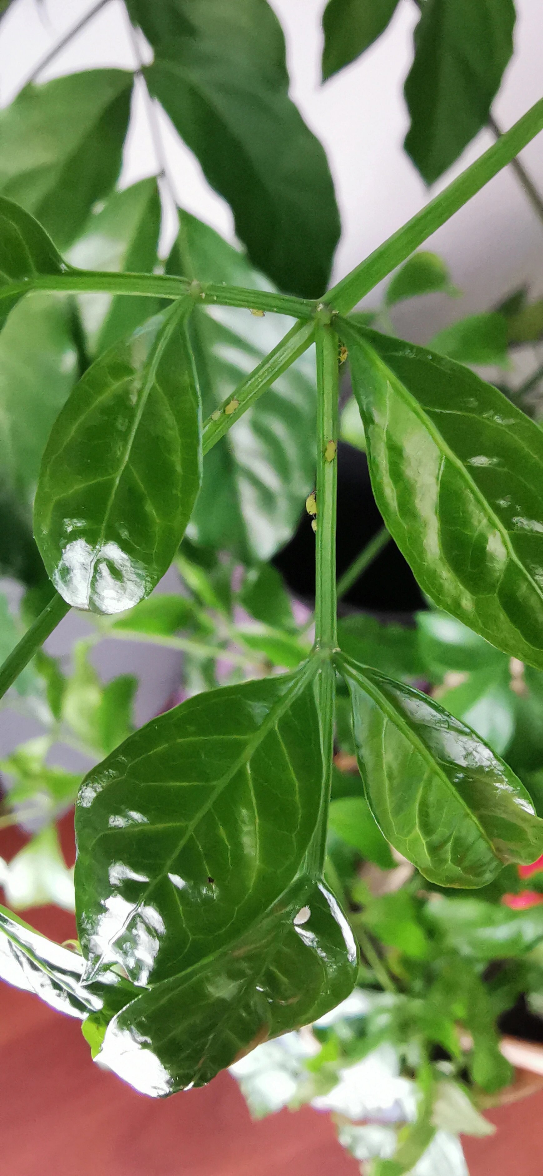幸福树长虫了