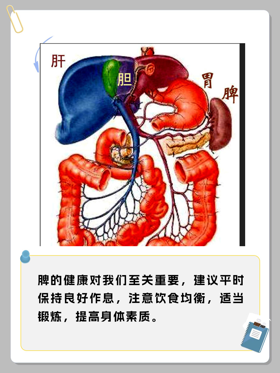 脾的作用和功能,我也是最近才知道