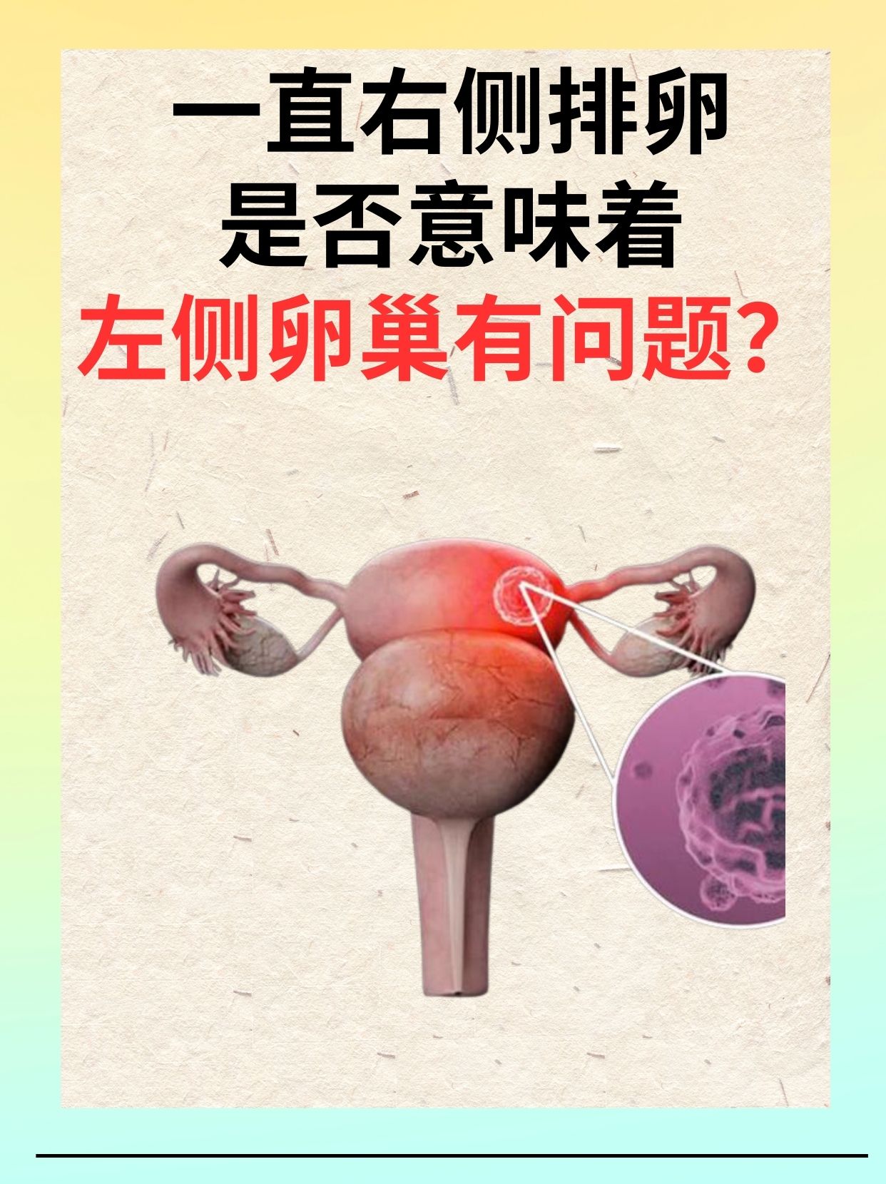 排卵子图片大全图片