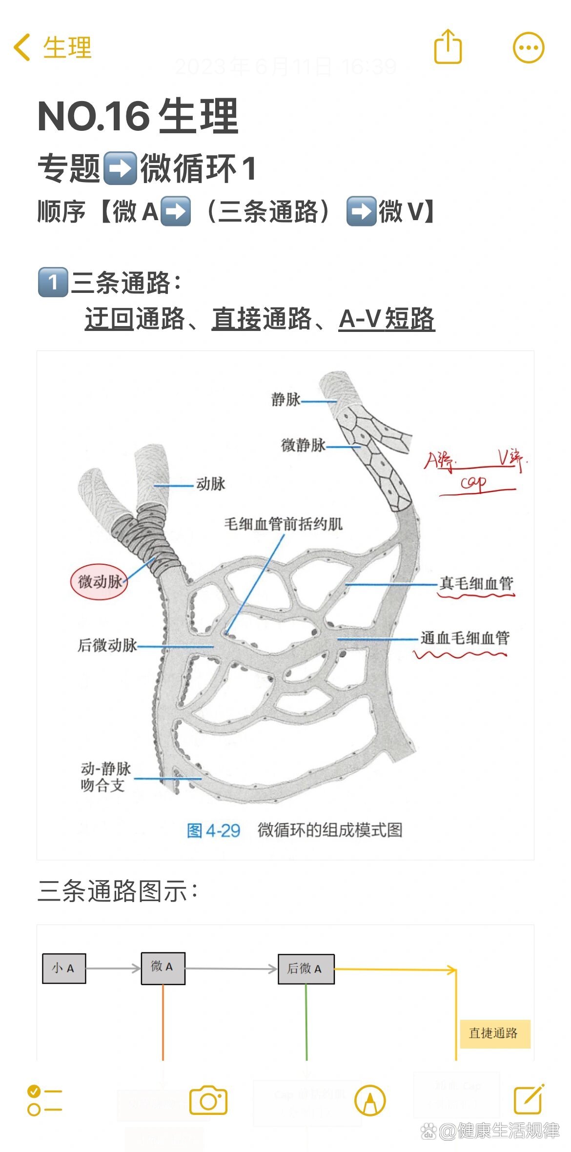 平行脉与网状脉图片