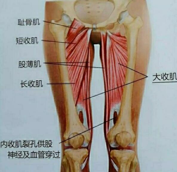 肌肉解剖~大腿内收肌群