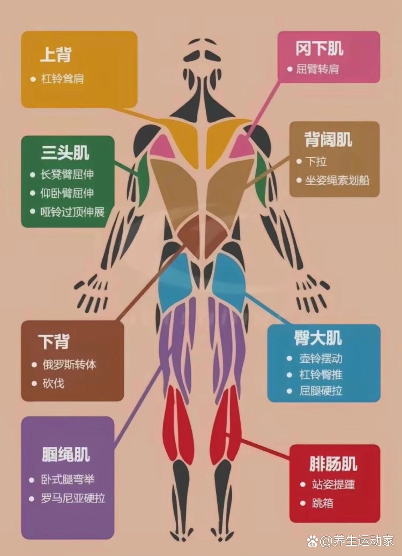 人体应该是牵一发而动全身