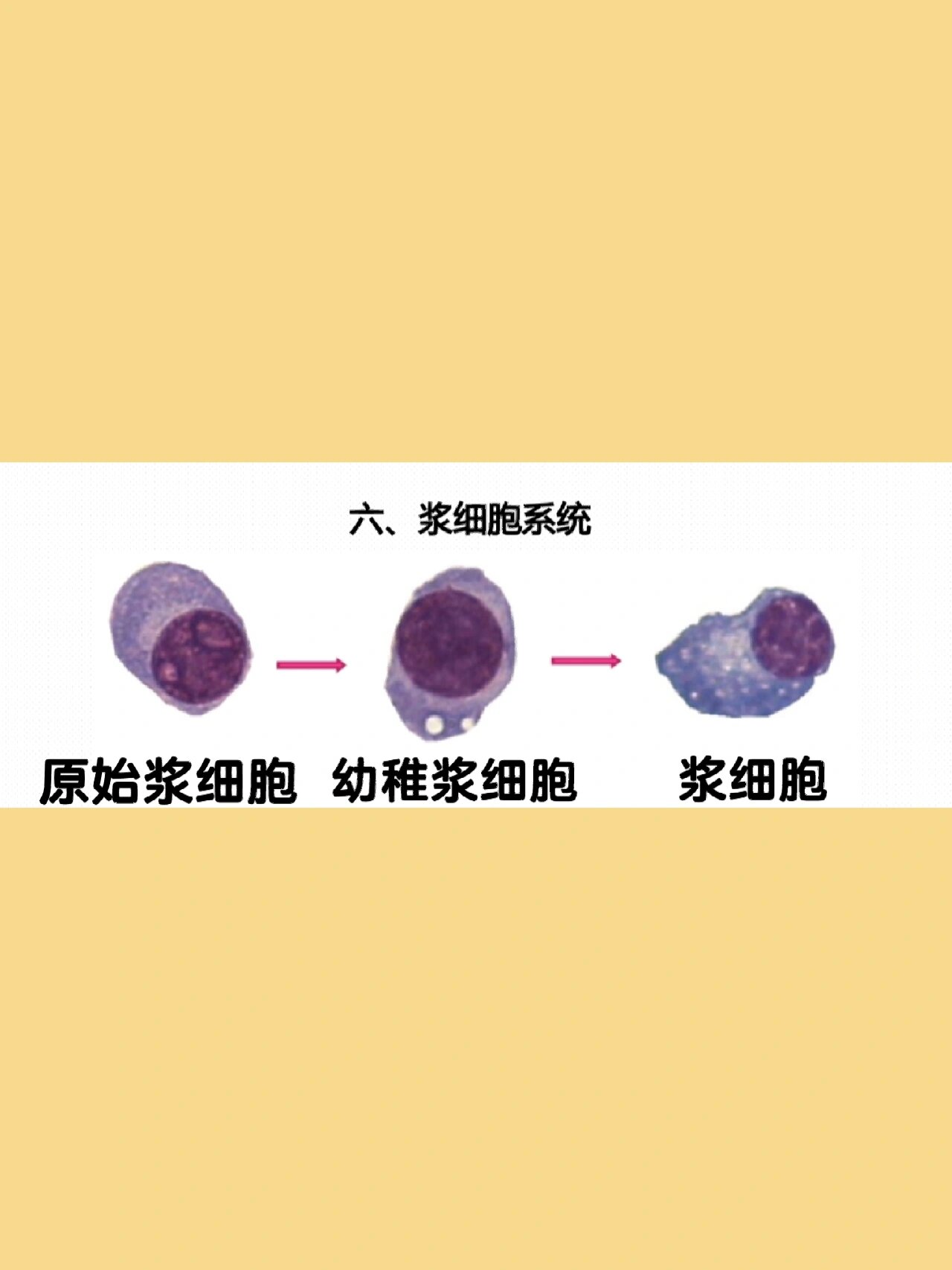 浆液性腺细胞图片